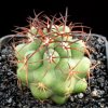 Copiapoa_domeykoensis